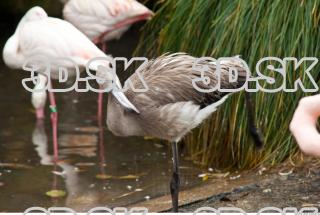 Body texture of gray flamingo 0034